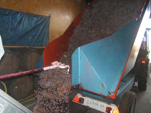 26.JPG - Les raisins de chenin ainsi surmûris sont fragiles. Ils sont mis en pressoir à l'aide d'un tapis élévateur. Le pressurage sera également long et délicat.