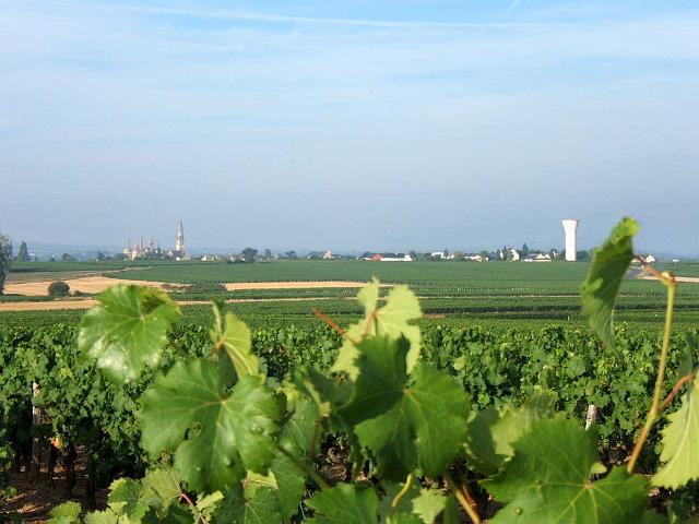 07.JPG - Martigné-Briand est la commune la plus viticole de l'Anjou avec plus de 800 ha de vignes plantés en zone d'appellation d'origine controlée Anjou, Anjou villages et Coteaux du Layon.