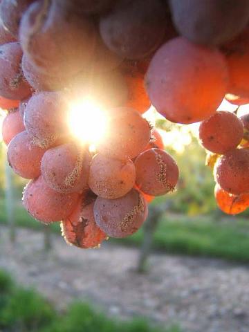 20.JPG - Un rendement faible, des grappes de petite taille et bien aérées, une végétation peu vigoureuse pour un bon ensoleillement des raisins... sont autant de facteurs qui favoriseront la qualité finale.