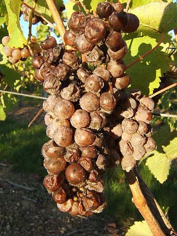 31.JPG - Plus tard dans la saison, le froid sec accompagné d'un vent de nord ou d'est assez soutenu, peut également concentrer très rapidement les raisins botrytisés.