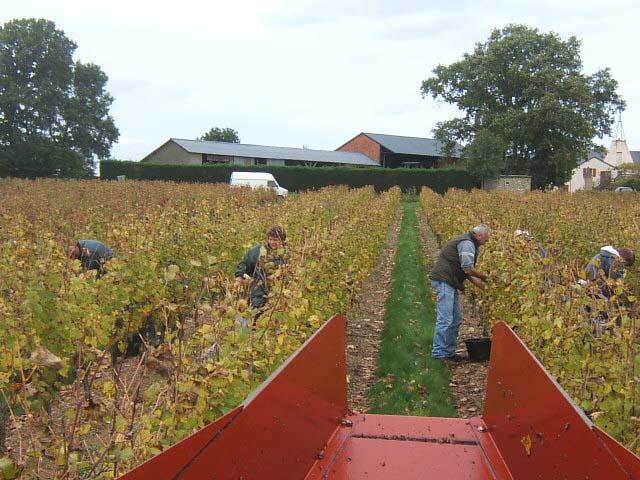 20.JPG - Tous les raisins de chenin destinés à l'élaboration de Coteaux du Layon sont récoltés manuellement par tris successifs. Selon les millésimes de 2 à 4 passages sont nécessaires.