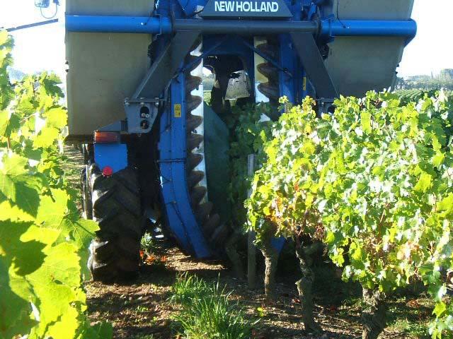 003.JPG - La récolte se fait par secouage des pieds de vignes