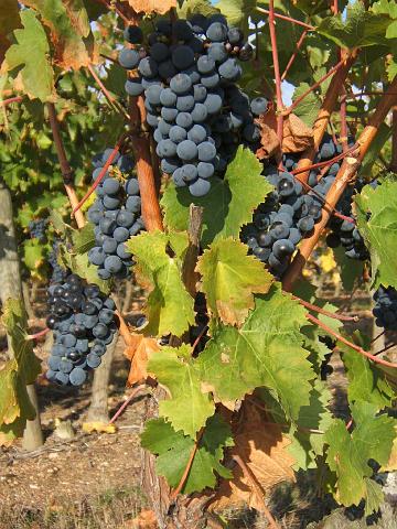 01.jpg - Quelques grappes de Cabernet Franc...