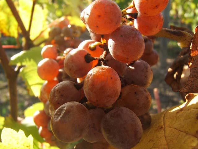 17.JPG - La qualité du terroir, le type de sol, l'exposition..., sont primordiales pour le développement d'une "pourriture noble" de qualité .