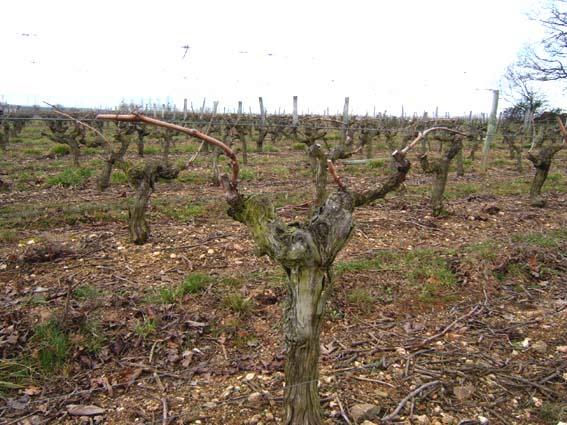 DSCF1994.JPG - Taille guyot double courte sur cabernet franc : 2 "coursons" de 2 yeux et 2 "dagues" de 4 yeux