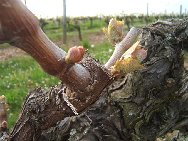 DSCF2501.JPG - Débourment : début avril les bourgeons éclatent et les premières feuilles sont visible.