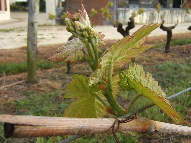 DSCF2507.JPG - Selon les températures, les jeunes pousses se développent plus ou  moins vite et rapidement les petites inflorescences (futures grappes) apparaissent.