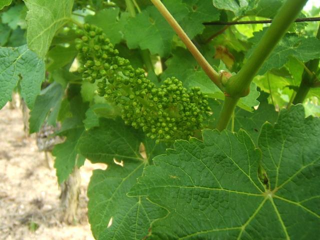 DSCF2929.JPG - Vous pouvez consulter notre page " http://www.moulinturquais.com/pages/floraison_2008.html " pour avoir tous les détails sur la floraisons de la vigne.
