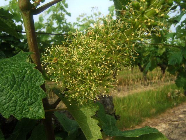 DSCF2935.JPG