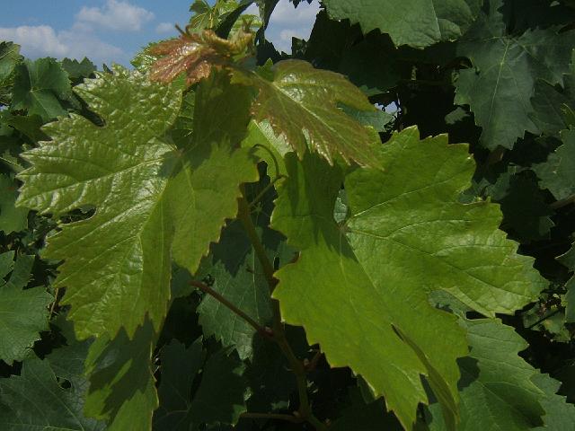 DSCF3566.JPG