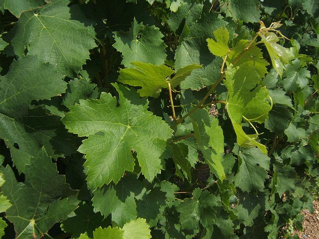 DSCF3568.JPG - Période estivale : les rameaux et les feuilles continuent de se developper, de 2 à 4 épointage seront nécessaires de juin à août .