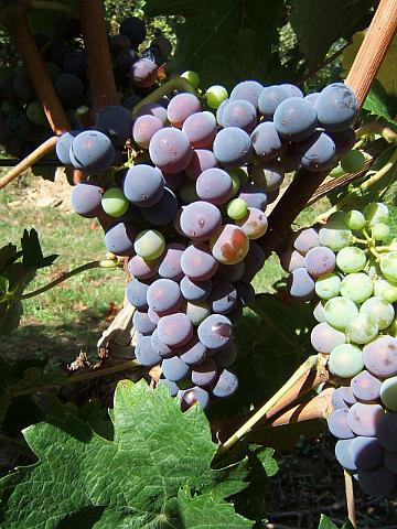 DSCF3886.JPG - Pour la suite de la maturité, voir le diaporama raisins et botrytis