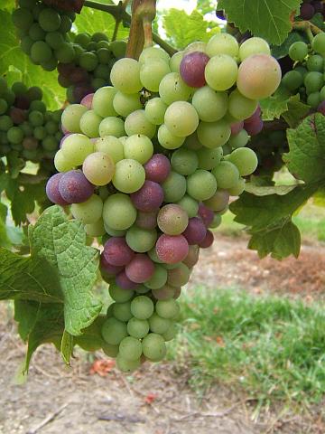 DSCF9602.JPG - mi-août c'est le début de la veraison.